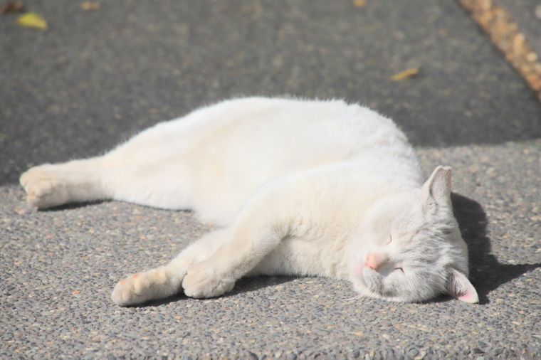 今戸神社　白猫の「ナミちゃん」