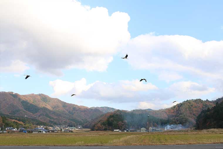 コウノトリが舞う空　いのちを育む兵庫県豊岡市の挑戦