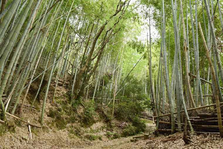 天王山ハイキングコースの竹林