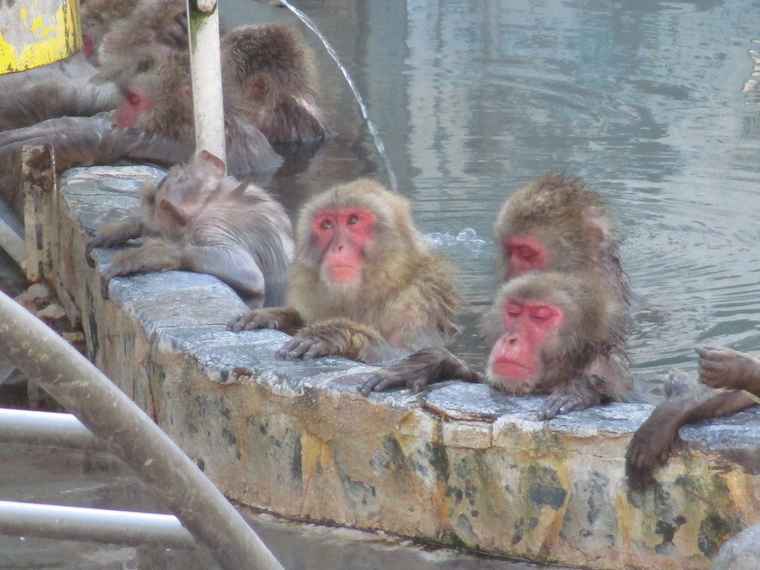 湯の川温泉　函館市熱帯植物園　温泉に入るサル