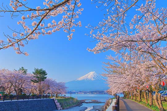 富士･河口湖さくら祭り