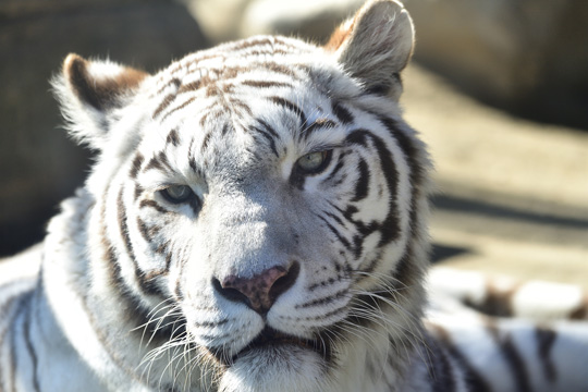 東武動物公園 ホワイトタイガーの写真