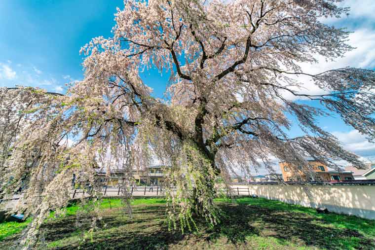 法亀寺（ほうきじ）のシダレ桜