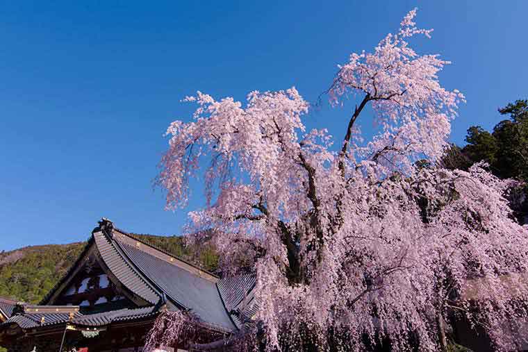 身延山久遠寺の桜