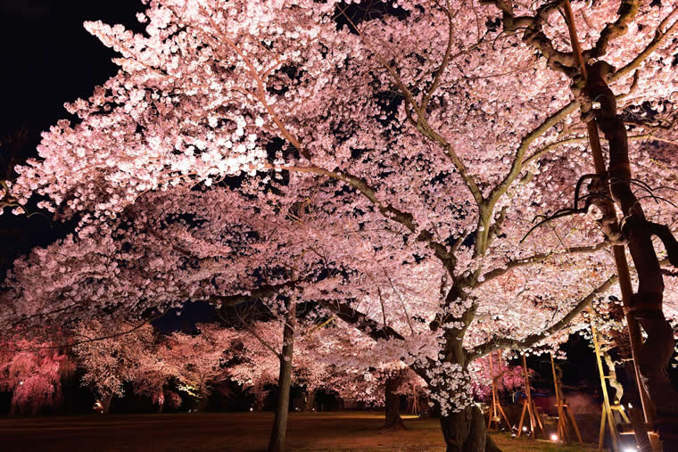 京都 桜の名所21 夜桜ライトアップ 見頃 中止情報も 楽天トラベル