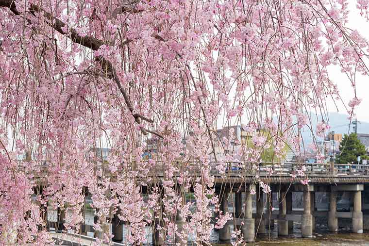 鴨川 河川敷の桜