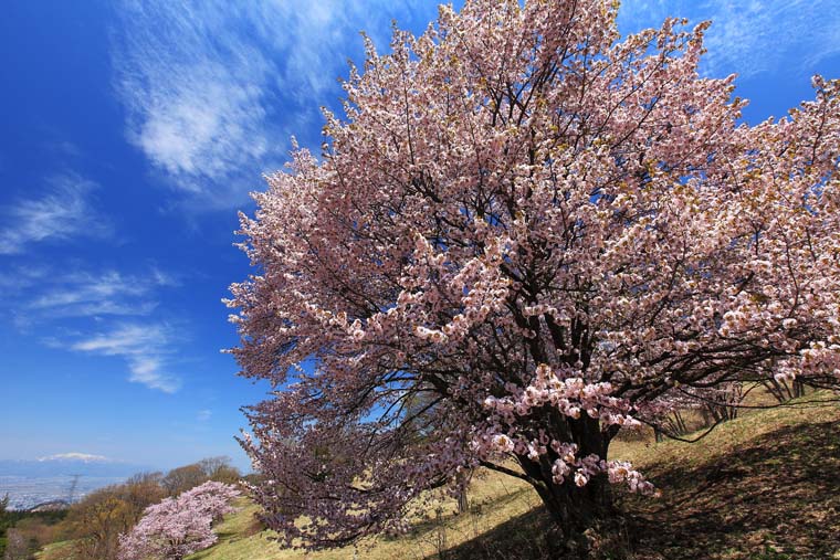西蔵王放牧場の大山桜
