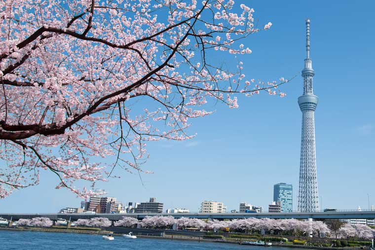 21年 東京の桜名所選 お花見 夜桜ライトアップは中止も 楽天トラベル