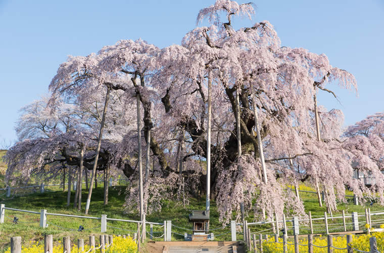 三春滝桜（みはるたきざくら）