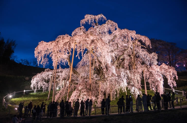 三春滝桜（みはるたきざくら）