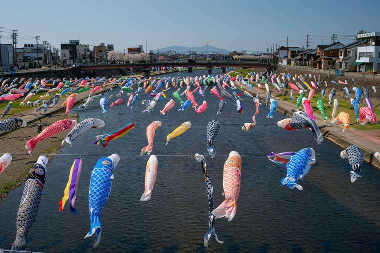 加茂川を泳ぐ鯉のぼり