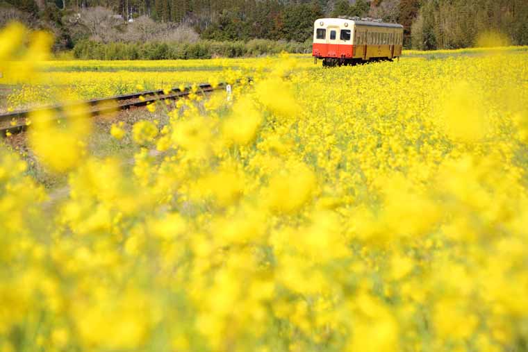 小湊鉄道・いすみ鉄道の菜の花