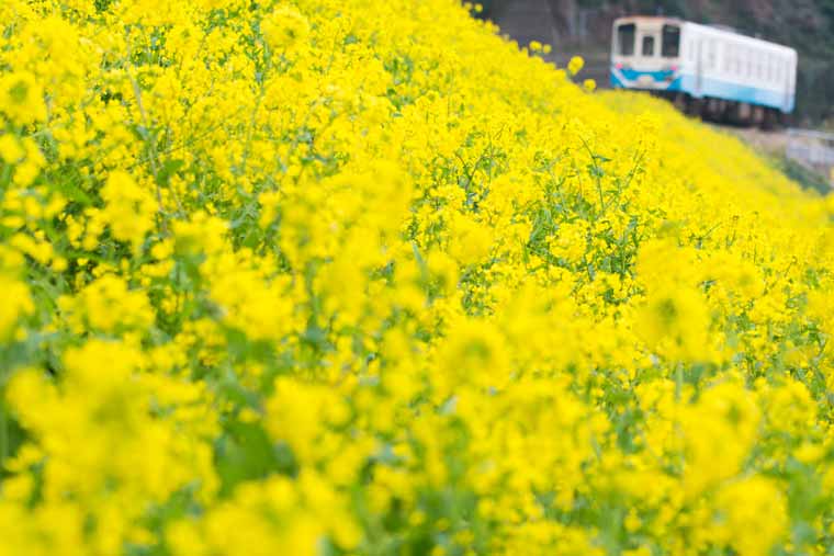 国道378号・JR予讃線の菜の花