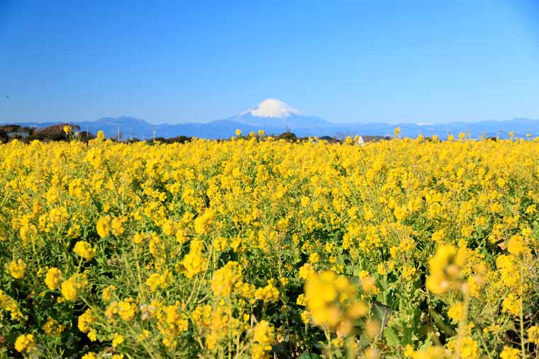 長井海の手公園ソレイユの丘の菜の花