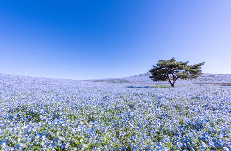 21年 美しい青色の絨毯 全国の絶景ネモフィラ畑17選 楽天トラベル