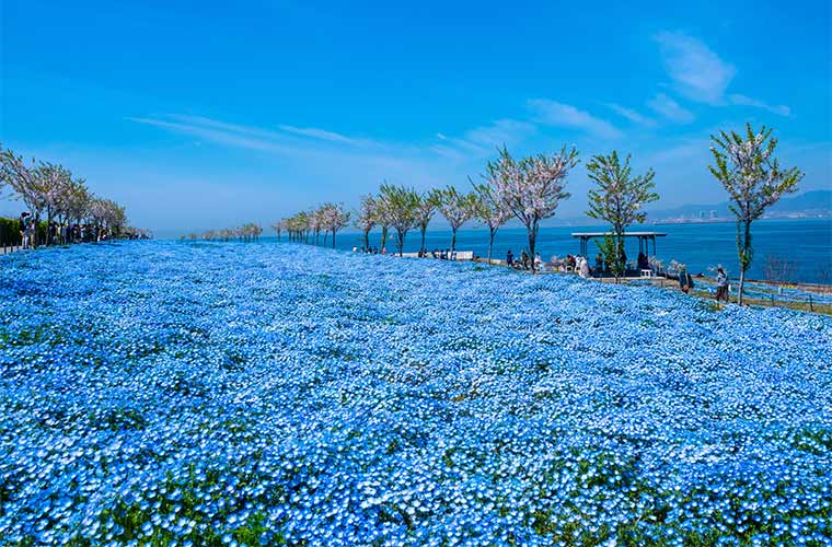 21年 美しい青色の絨毯 全国の絶景ネモフィラ畑17選 楽天トラベル