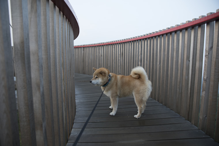 柴犬まるの北海道の旅