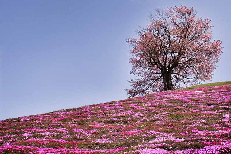 津別21世紀の森の芝桜