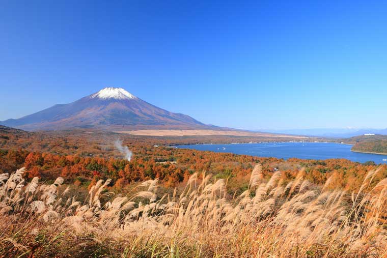 黄金色の絶景 日本国内の美しいススキの名所 楽天トラベル