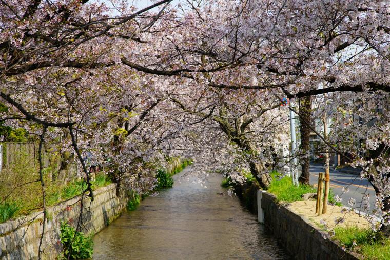 玉串川の桜並木