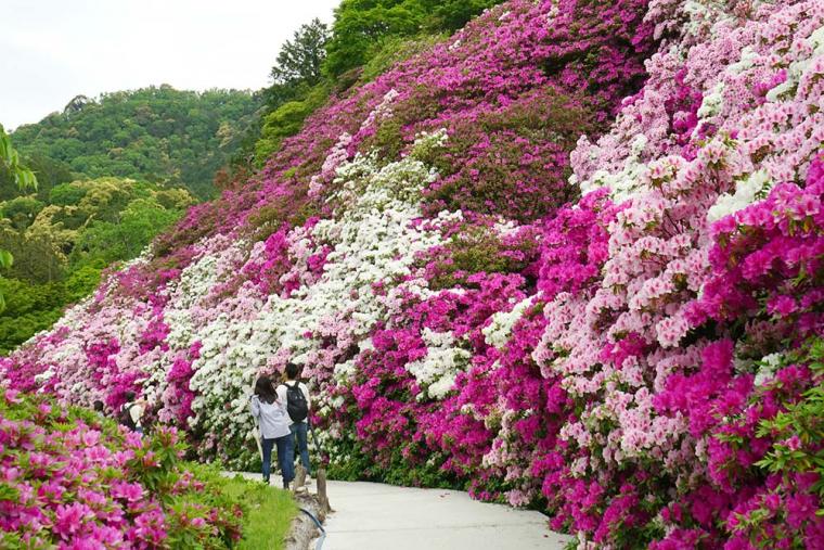 関西の5月のおすすめ観光スポット！つつじや藤、花の絶景目白押し【楽天トラベル】