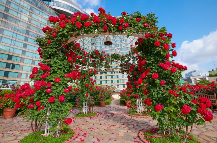3万輪の赤いバラが咲き誇る「レッドローズガーデン」