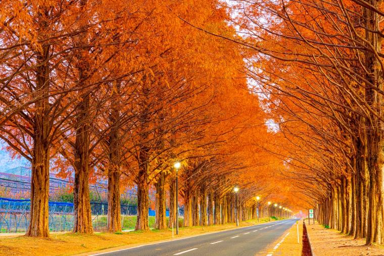 11月に行きたい大阪 関西のおすすめ観光スポット イルミネーションや紅葉 実りに感謝するお祭りも 楽天トラベル