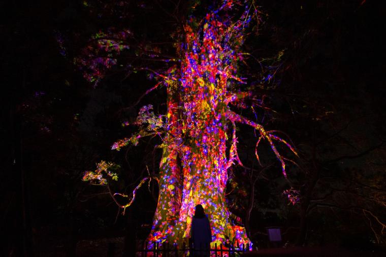 「増殖する生命の巨木－太郎杉」