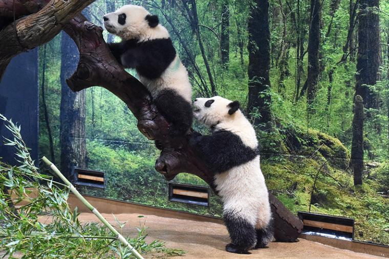 上野動物園　双子の赤ちゃんパンダ
