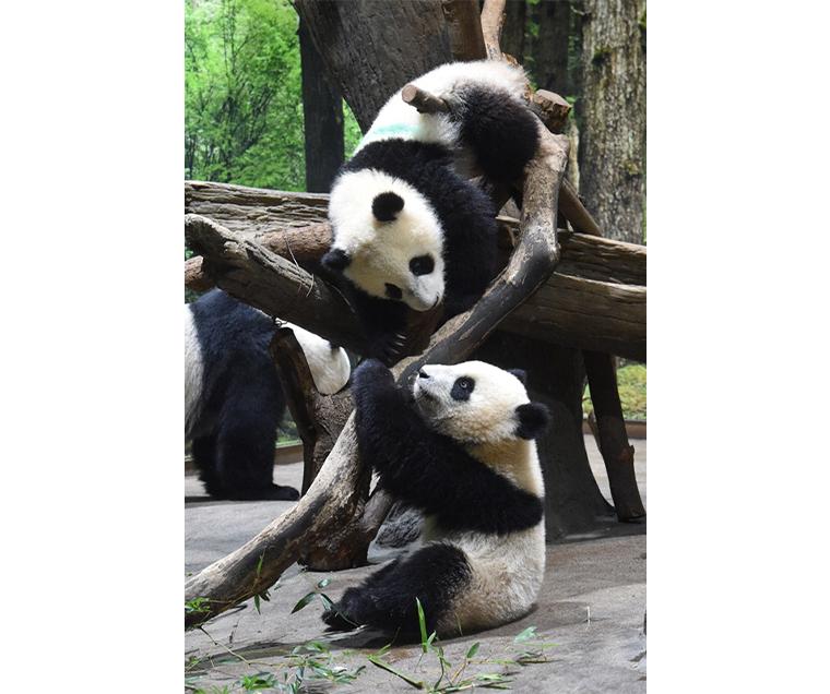 上野動物園　双子の赤ちゃんパンダ