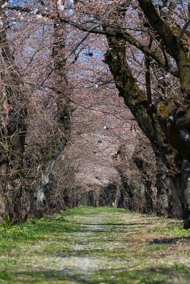 桧木内川堤の桜並木