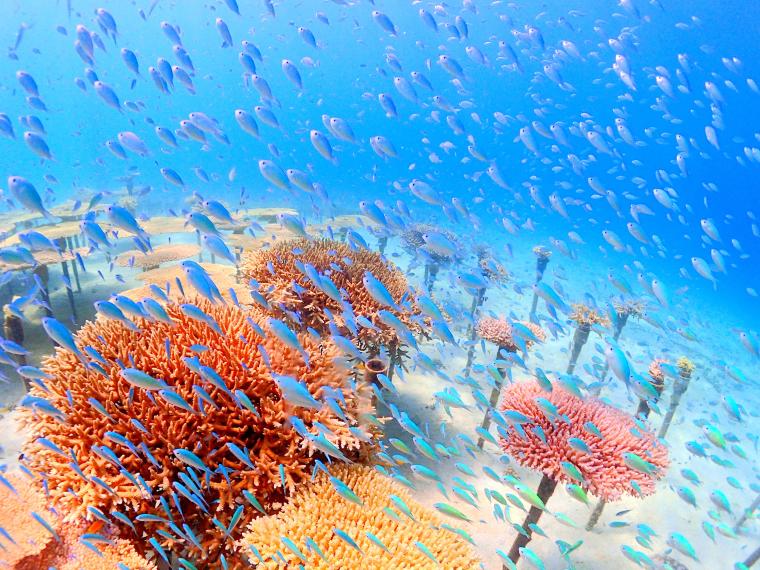 沖縄の海底に植え付けた、色鮮やかなサンゴの養殖風景