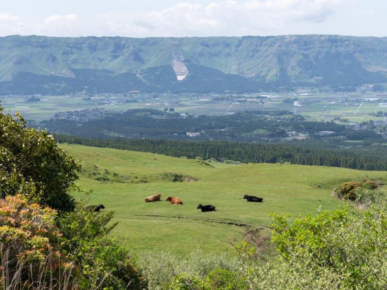 阿蘇パノラマライン坊中線から見える放牧の馬・牛