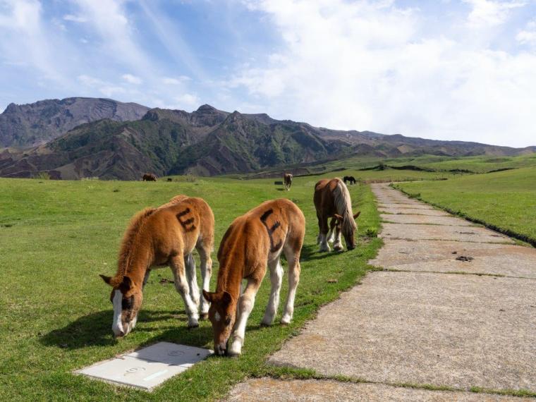 阿蘇パノラマライン坊中線から見える放牧の馬・牛至近距離