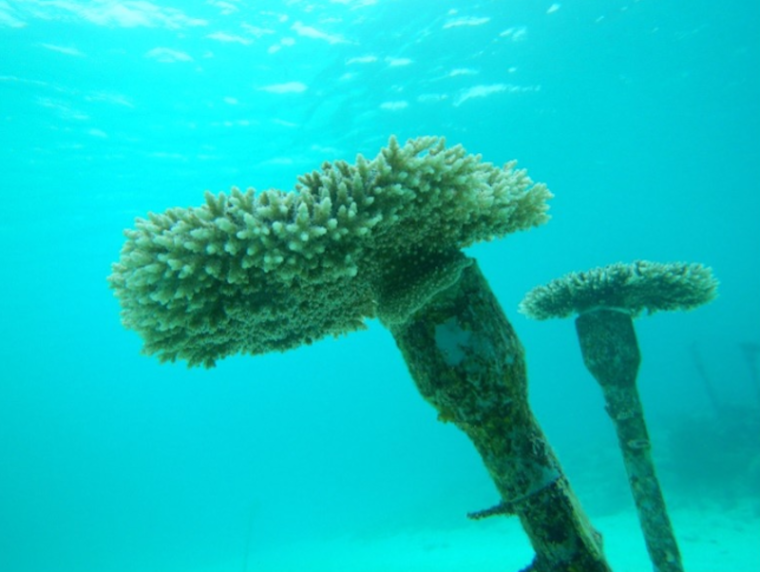 海のマイボトル　白化した養殖サンゴ