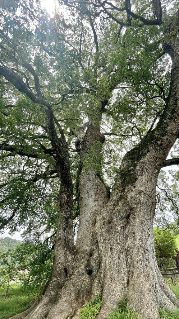 謎の看板に導かれて…「島根で一番大きな木」人生で一度は見るべきスポット勝手に認定！