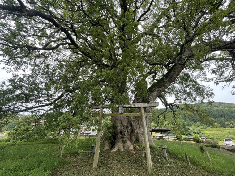 謎の看板に導かれて…「島根で一番大きな木」人生で一度は見るべきスポット勝手に認定！