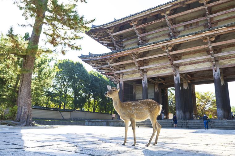 奈良公園 東大寺