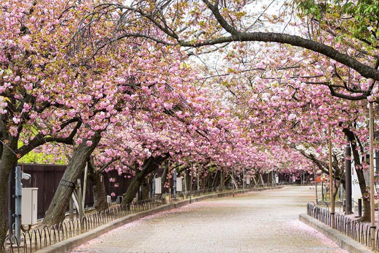 大阪 桜の名所2024！花見スポット、夜桜ライトアップ、見頃情報
