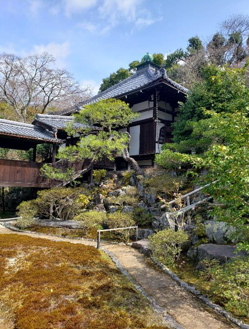 京都市左京区の通常非公開「椿の寺」霊鑑寺が3月20日から特別公開