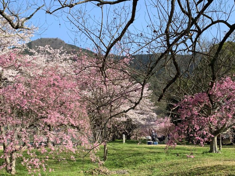 「古民家宿THYME」美山の桜