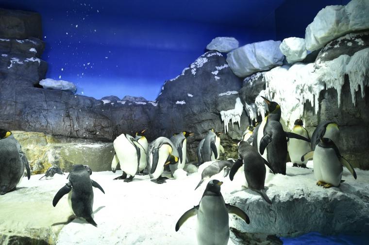海遊館　南極大陸