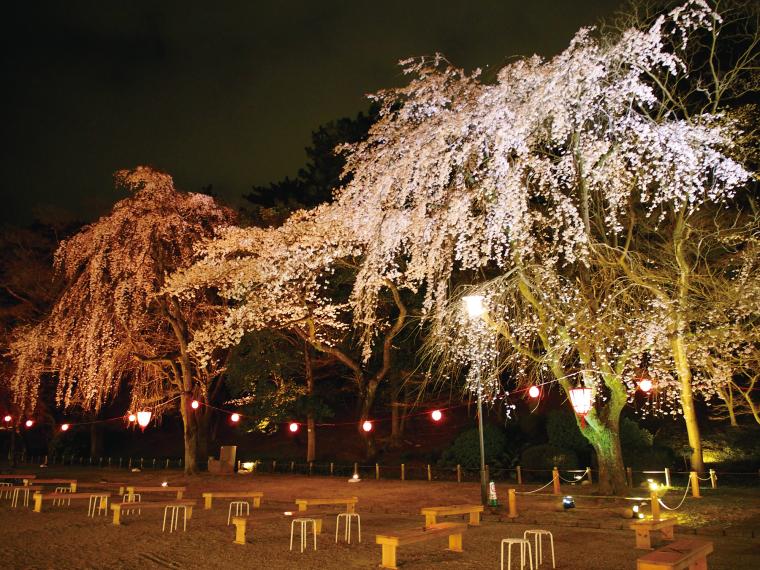 幻想的な夜桜ライトアップや楽しいイベント満載「名古屋城 春まつり」開催中