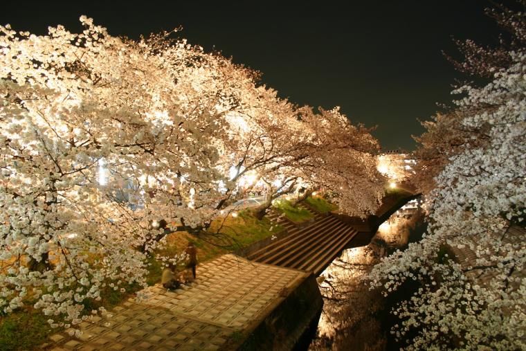 奈良県「高田千本桜」ライトアップ