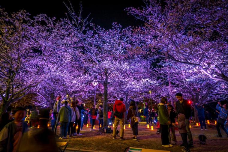 「扇町桜まつり」夜桜ライトアップ