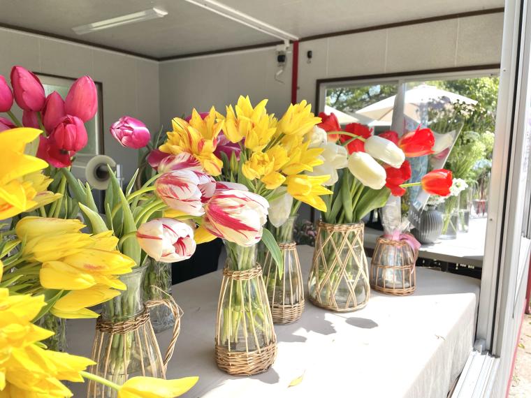 200品種75万本が開花！広島「世羅高原農場」で4月6日より「チューリップ祭」スタート