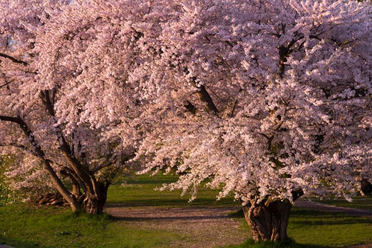 岩木川河川公園の桜