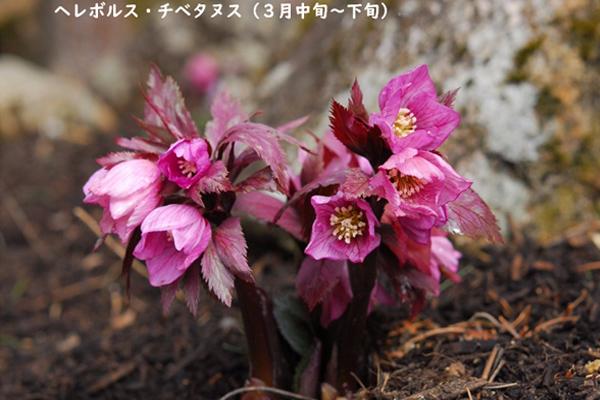 朝ドラで注目の植物学者・牧野博士の特別展が六甲高山植物園で開催