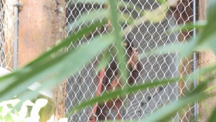 【最新スポット】もうすぐ会える！オランウータンの森に込められた動物園の使命…お客さんがスコール体験も【札幌・円山動物園】