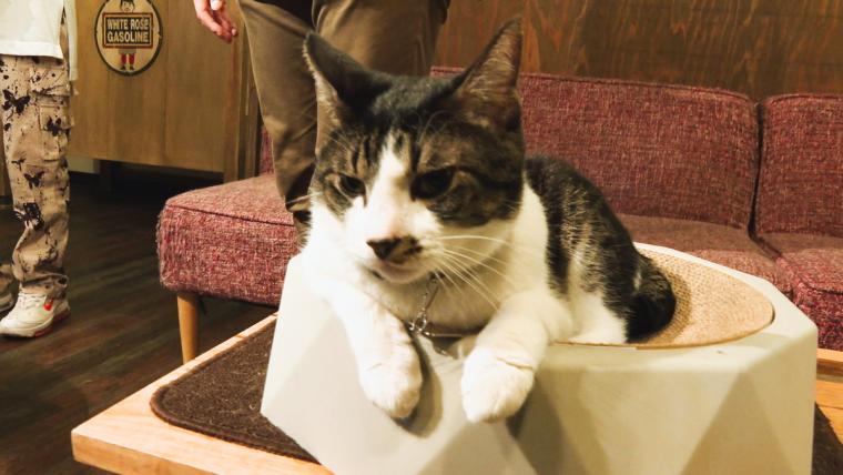 皆生温泉街にある保護猫カフェ「Kuro」11匹の猫に囲まれる癒しの時間が過ごせた｜米子市
